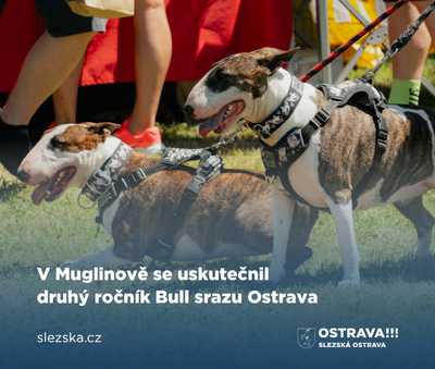 Bull Sraz Ostrava přilákal 138 psů a pomohl útulkům