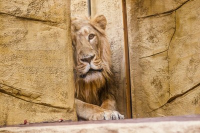 Do Zoo Ostrava dorazil mladý samec lva indického