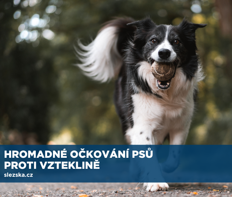 HROMADNÉ OČKOVÁNÍ PSŮ PROTI VZTEKLINĚ 
