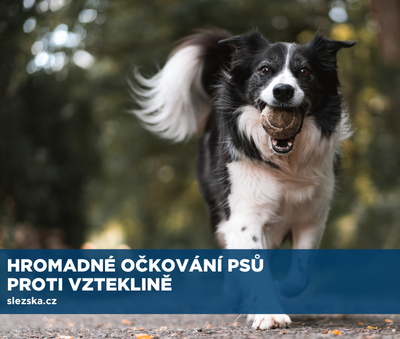 HROMADNÉ OČKOVÁNÍ PSŮ PROTI VZTEKLINĚ 