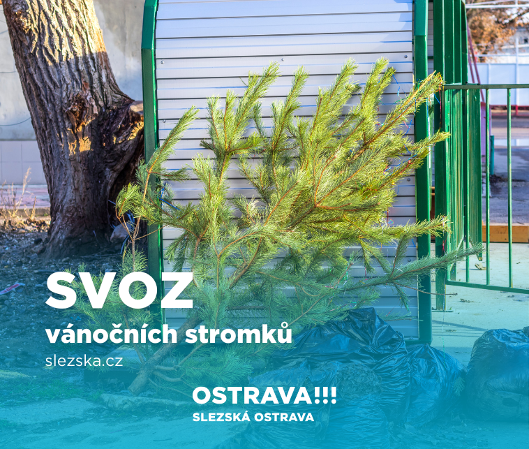 Ostrava opět zajistí svoz vánočních stromků od kontejnerových stání 