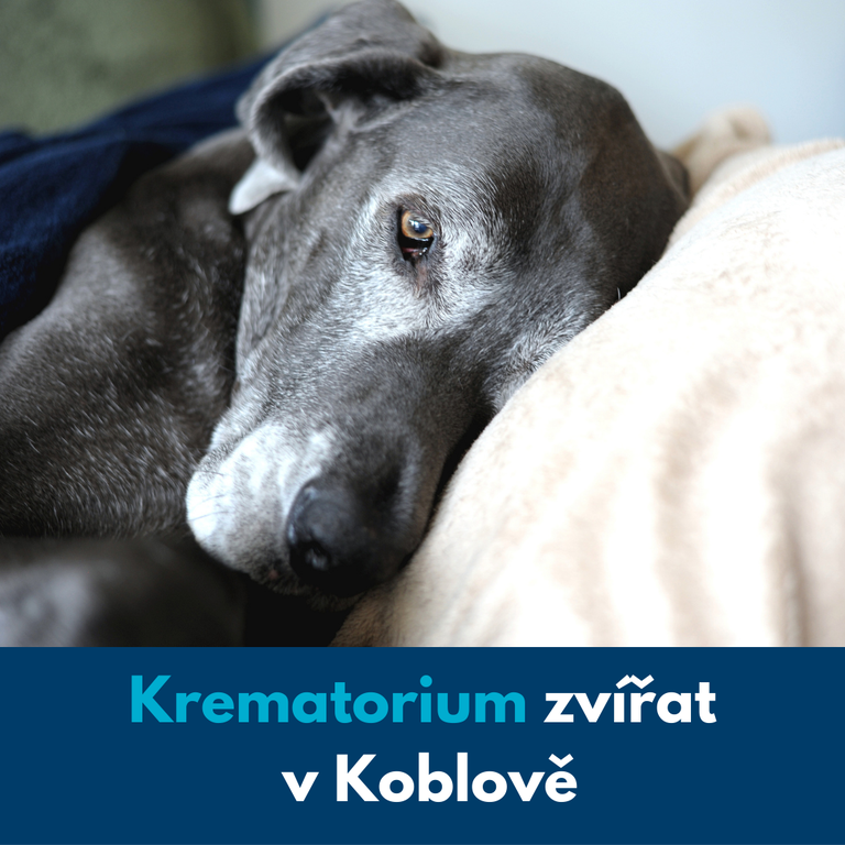 Městský obvod nesouhlasí s výstavbou krematoria zvířat na svém území