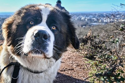 Rozhodnutí o prominutí místního poplatku ze psů