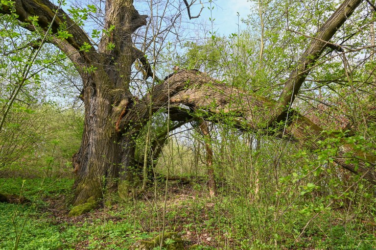 Strom ze Slezské byl zvolen Stromem hrdinou