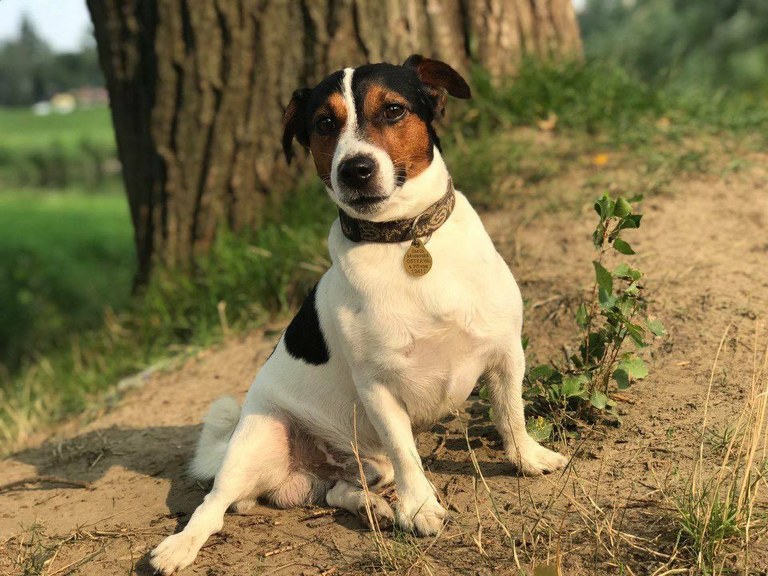 Upozornění chovatelům psů