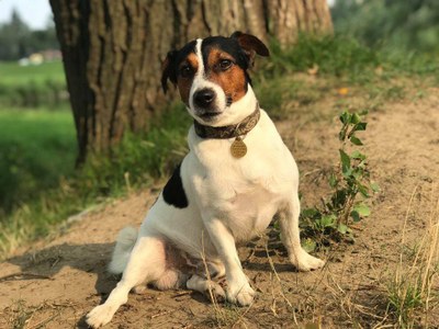 Upozornění chovatelům psů