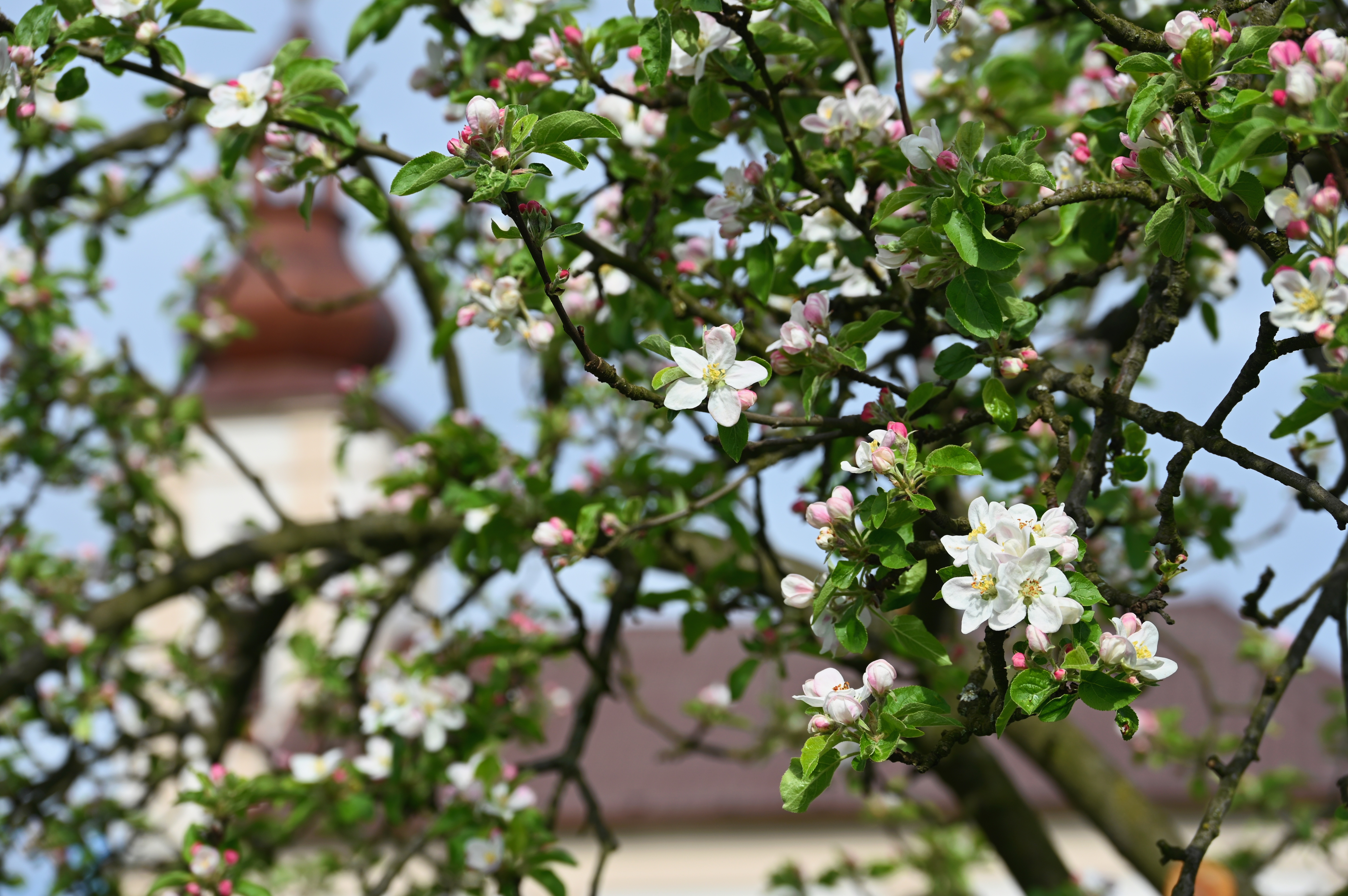 Jaro na Slezské